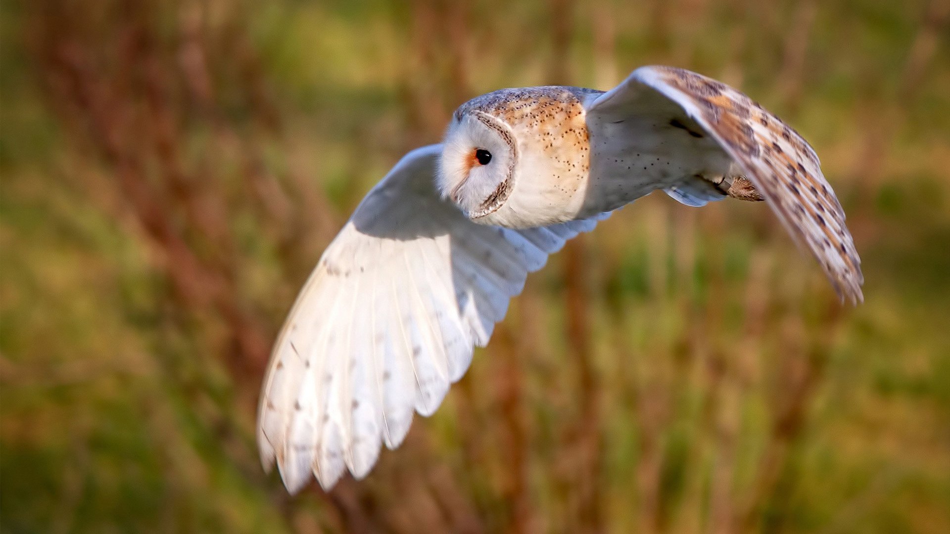 开云体育下载官网-乡村传统舞狮比赛,文化的节奏与运动的激情