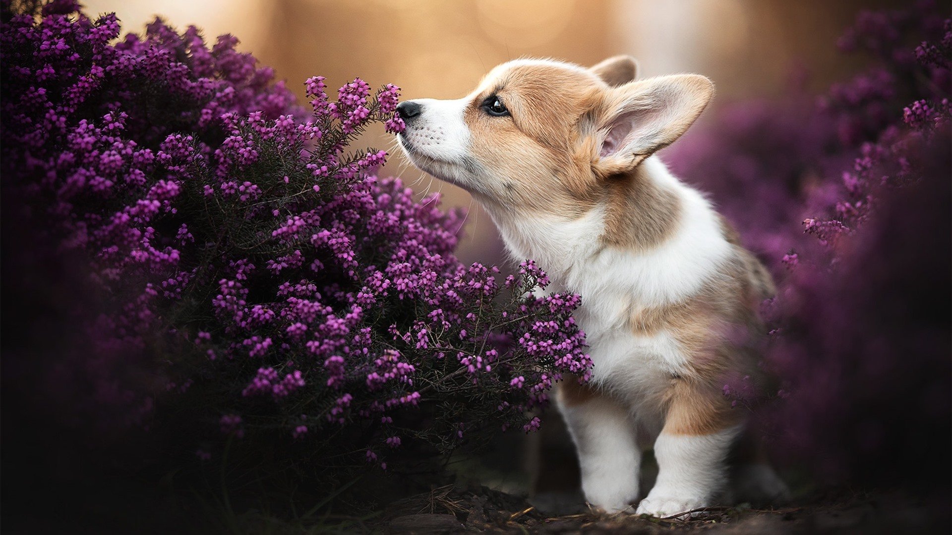 开云体育链接-史上最“爆炸”的扭转战局,为什么会成为经典?,扭转危机